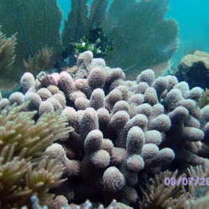 Morelos barrier reef