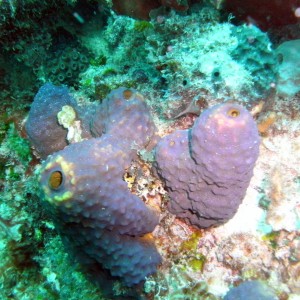 Purple Sponge