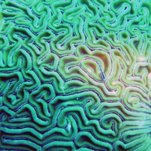 Brain Coral and Goby