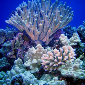 Robbs Reef