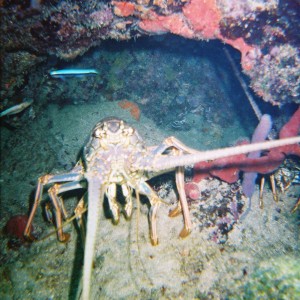 lobster29