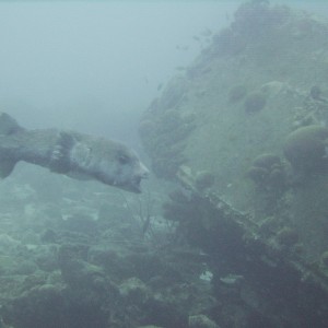 Puffer on wreck @ Cpt Dons