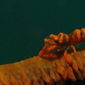 Whip coral shrimp