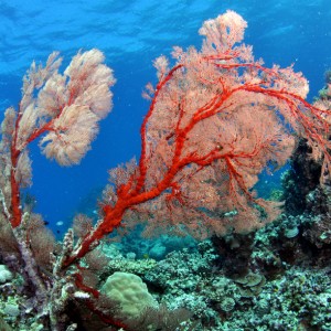 hasting reef tree