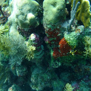 Rotman Coral - Cancun, Mexico
