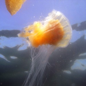 Diving Monterey, Part 1