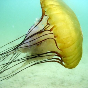 Diving Monterey, Brown Jellyfish