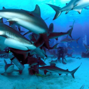 shark feed dive .Bahamas