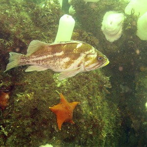 copperrockfish