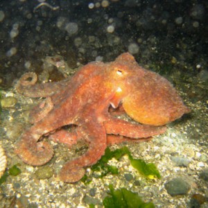 RedOctopus2