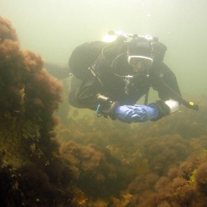 Front Beach dive, Rockport, MA 081709