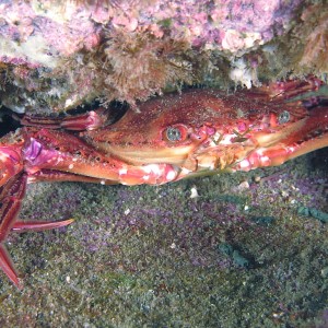 crab802