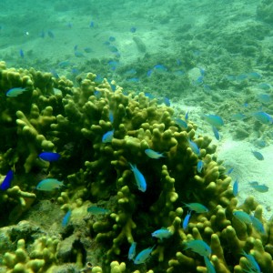 Neon_Fish_and_Green_Coral