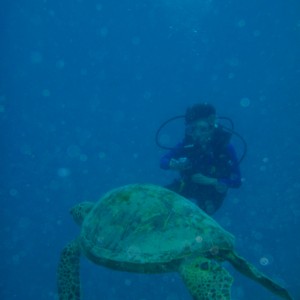 Turtle annd diver