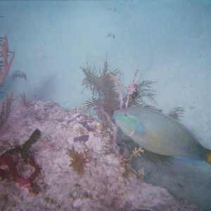 Another Parrotfish