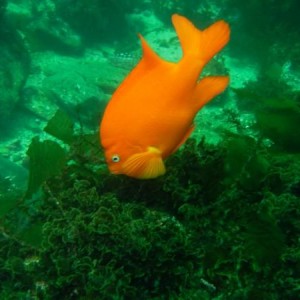 Garibaldi - California's State Fish