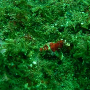 Juvenile Scorpion Fish
