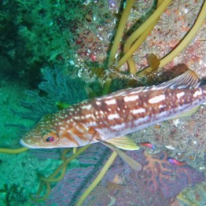 Juvenile Kelp Bass