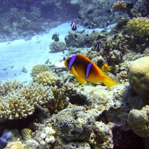 More Clownfish