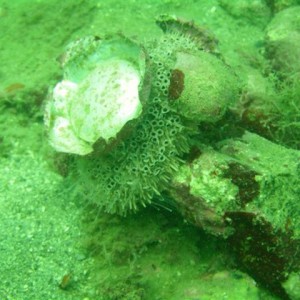 Flower Urchin using a piece of a can for protection
