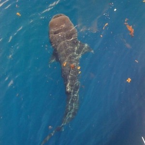 Whale Shark on the way to the dive site
