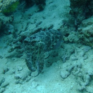 Cuttlefishy
