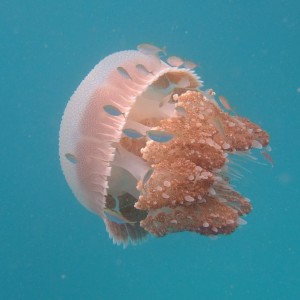 Jellyfishy