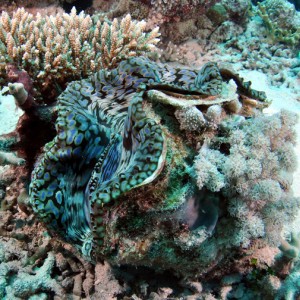 gorgeous clam