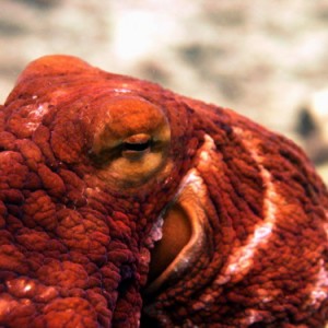 close up octo