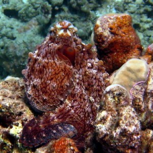 octo_on_coral_head