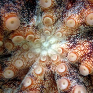 underside octo