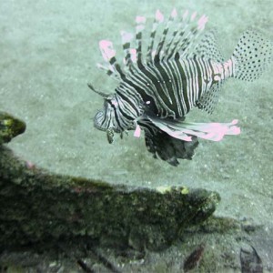 Lionfish at the bow