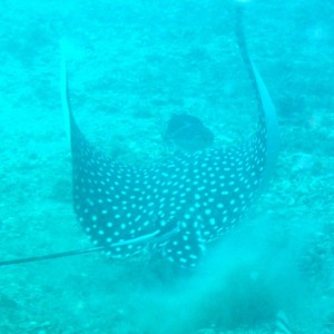 Blue Heron 9 25 09 Spotted Eagle Rays!