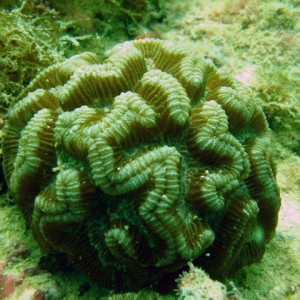 Rose coral