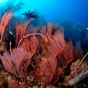 red whip coral