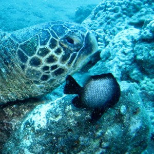 Green Sea Turtle & Hawaiian Domino Damselfish