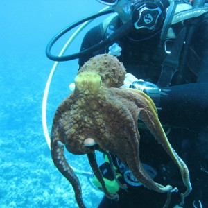 Day Octopus