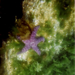 My first attempt at underwater photography taken with a cheap water-proof d