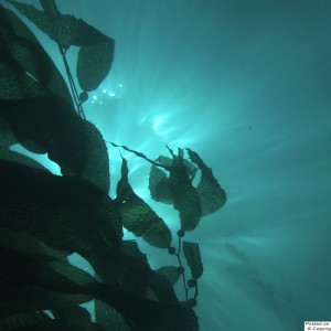 Kelp backlit by the sun