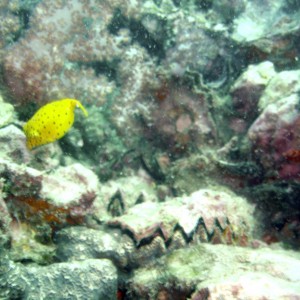Yellow Box fish