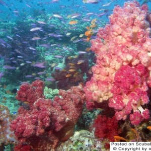 Red Soft Corals