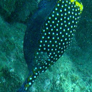 Male_Spotted_Boxfish-1