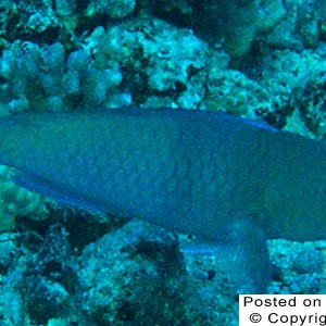 Redlip_Parrotfish-1