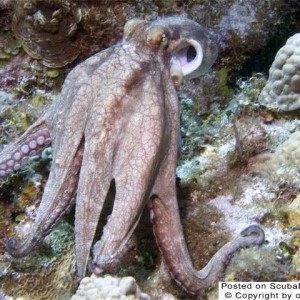 Octopus-0105