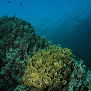 Cabbage_Coral