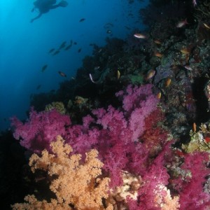 Diver_Reef