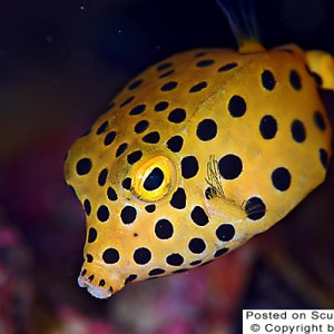 yellow-juvenile-boxfish