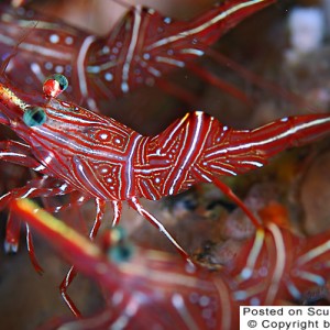 hinged-beak-shrimps