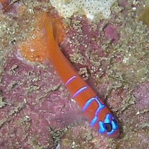 blue banded goby