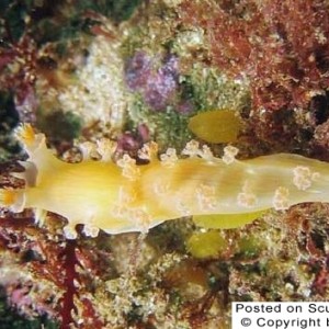 Tritonia nudibranch